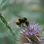 Hummel mit Minispinne