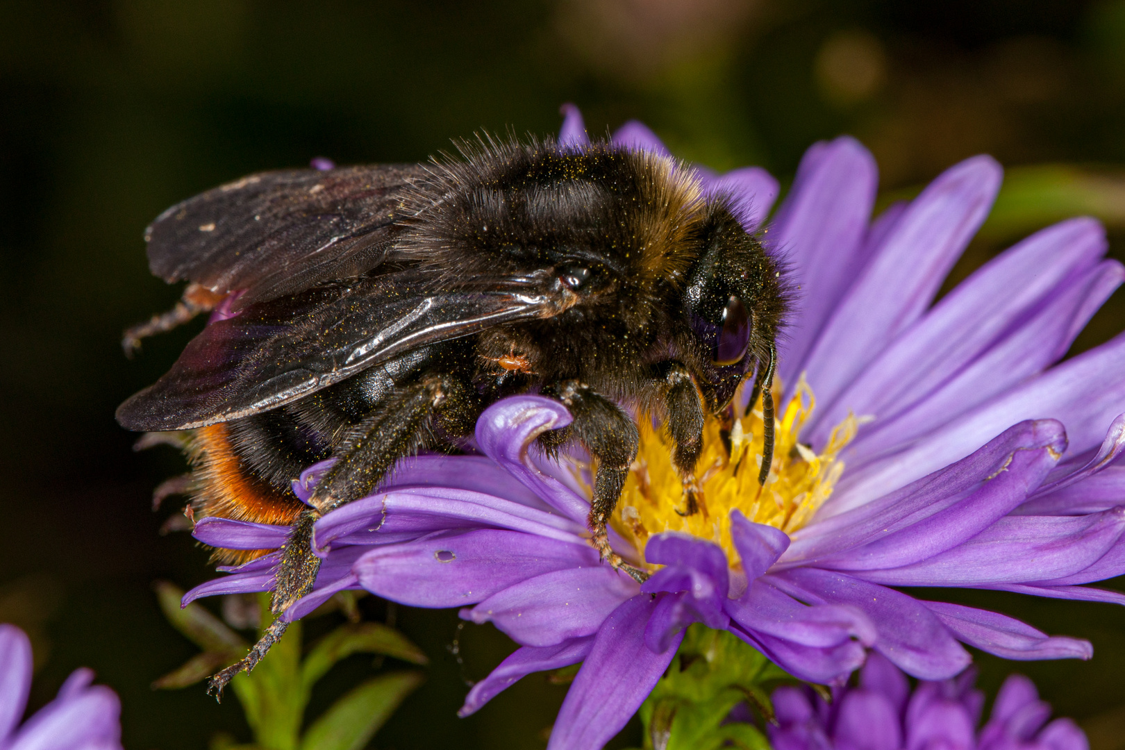 Hummel mit Parasit