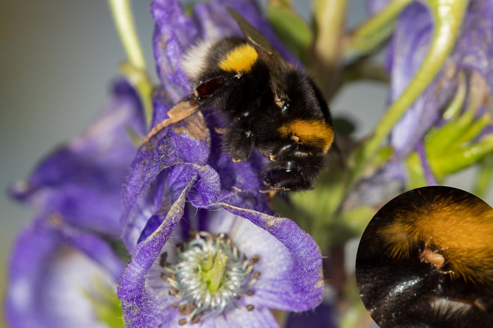 Hummel mit Parasit