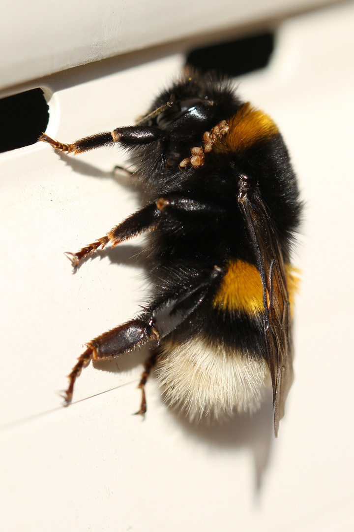 Hummel mit Parasitenbefall