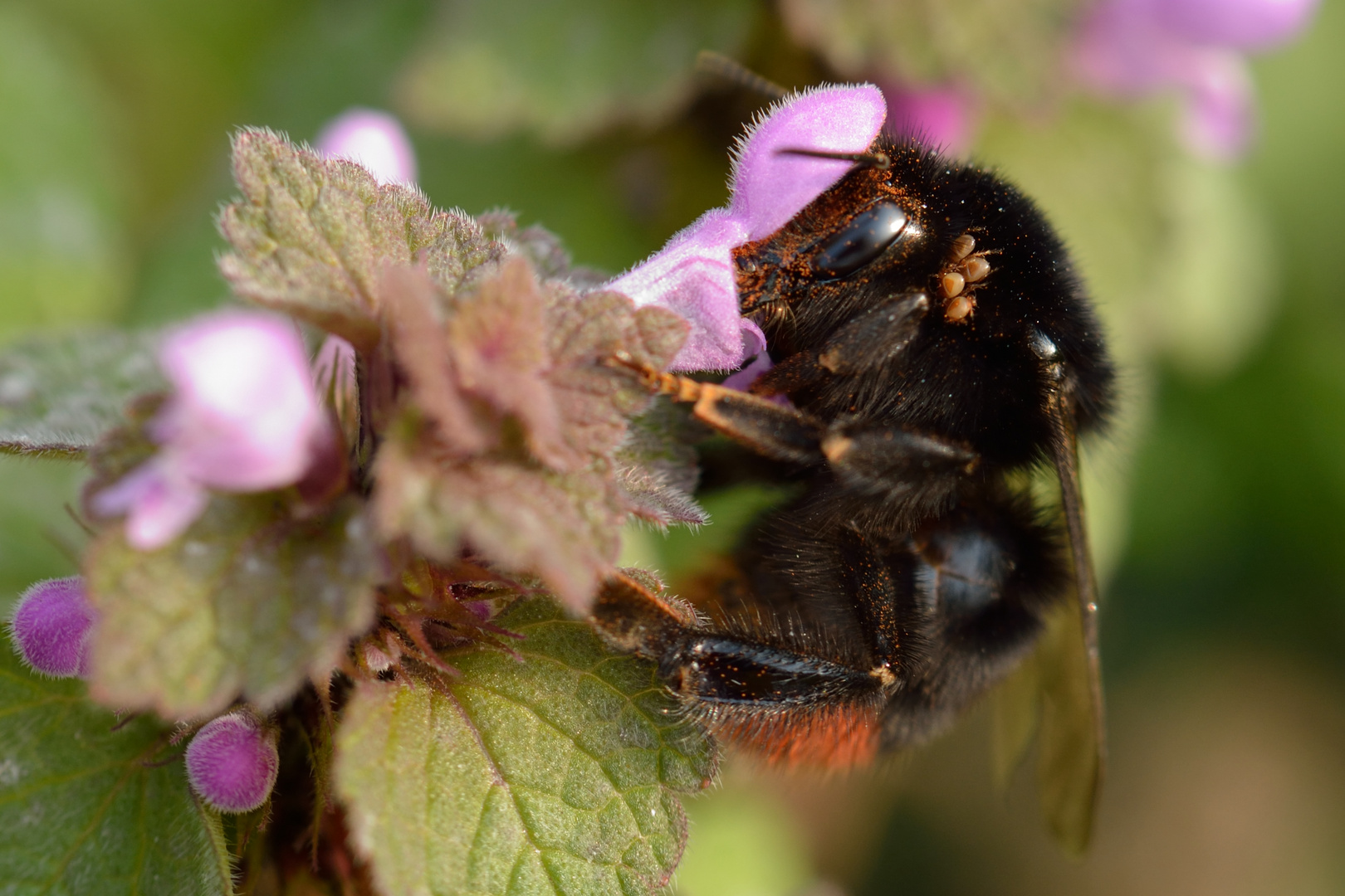 Hummel mit Parasitenfracht