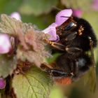 Hummel mit Parasitenfracht