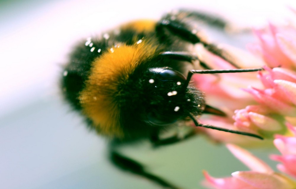 Hummel mit pollen