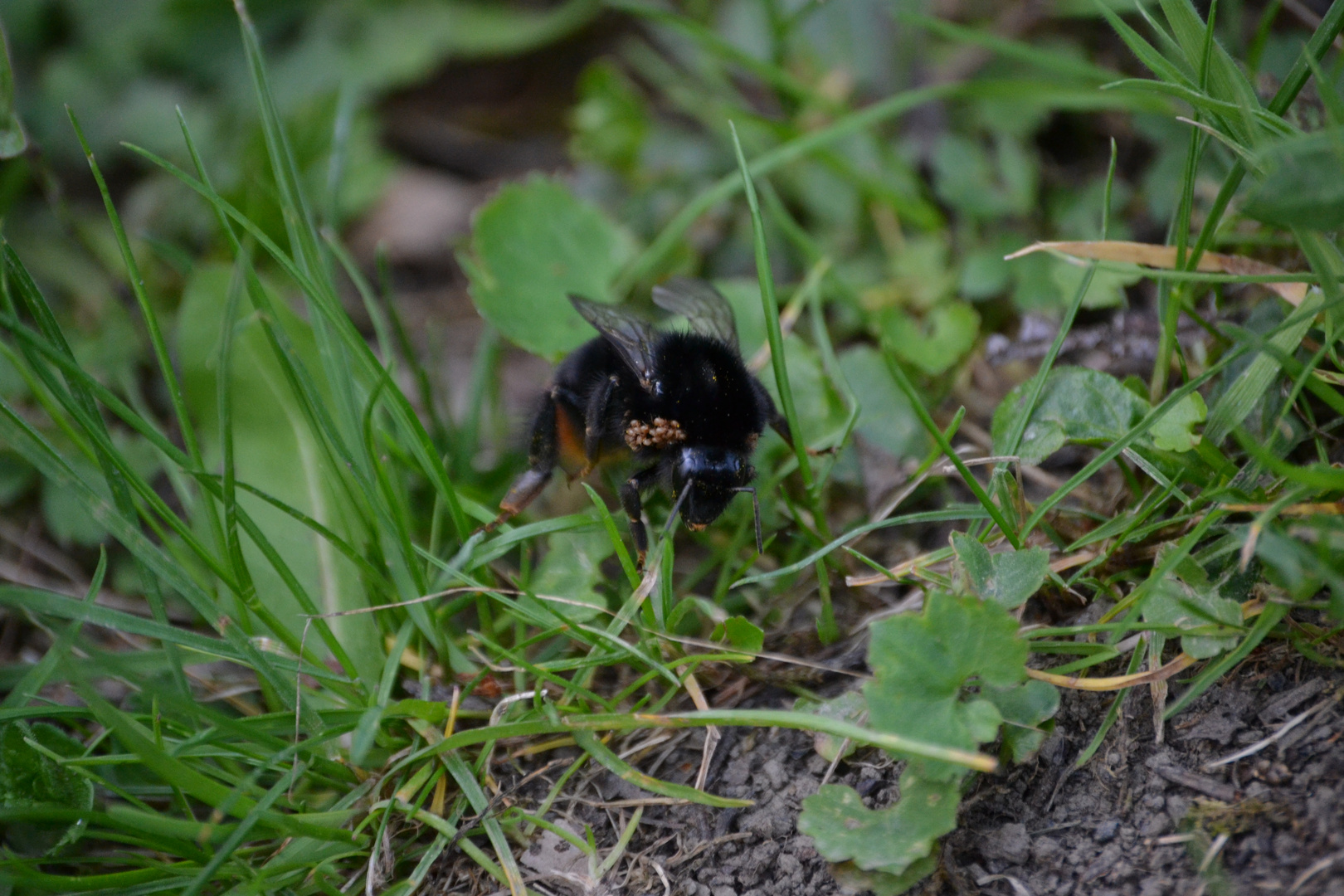 Hummel mit Pollen im Gras