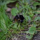 Hummel mit Pollen im Gras