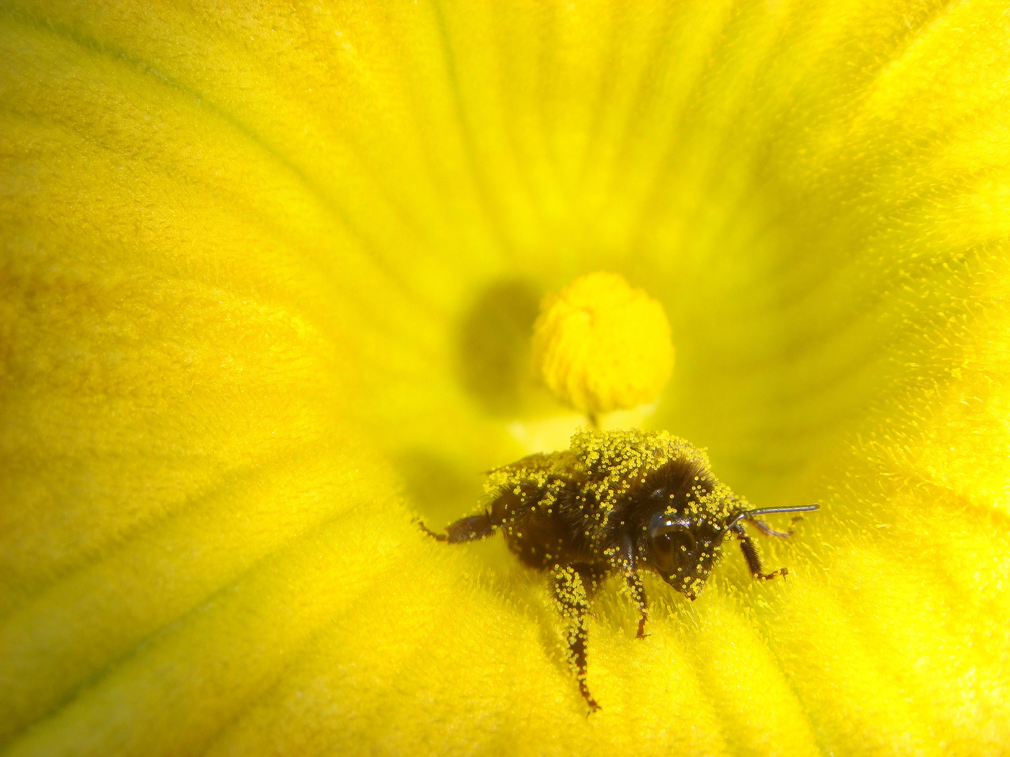Hummel mit Pollen übersät