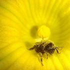 Hummel mit Pollen übersät