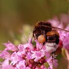 Hummel mit "Pollenhöschen"