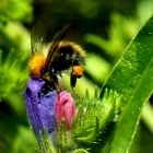 Hummel mit Pollensäckchen