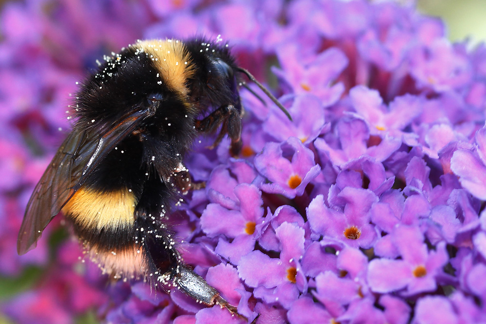 Hummel mit Pollenstaub