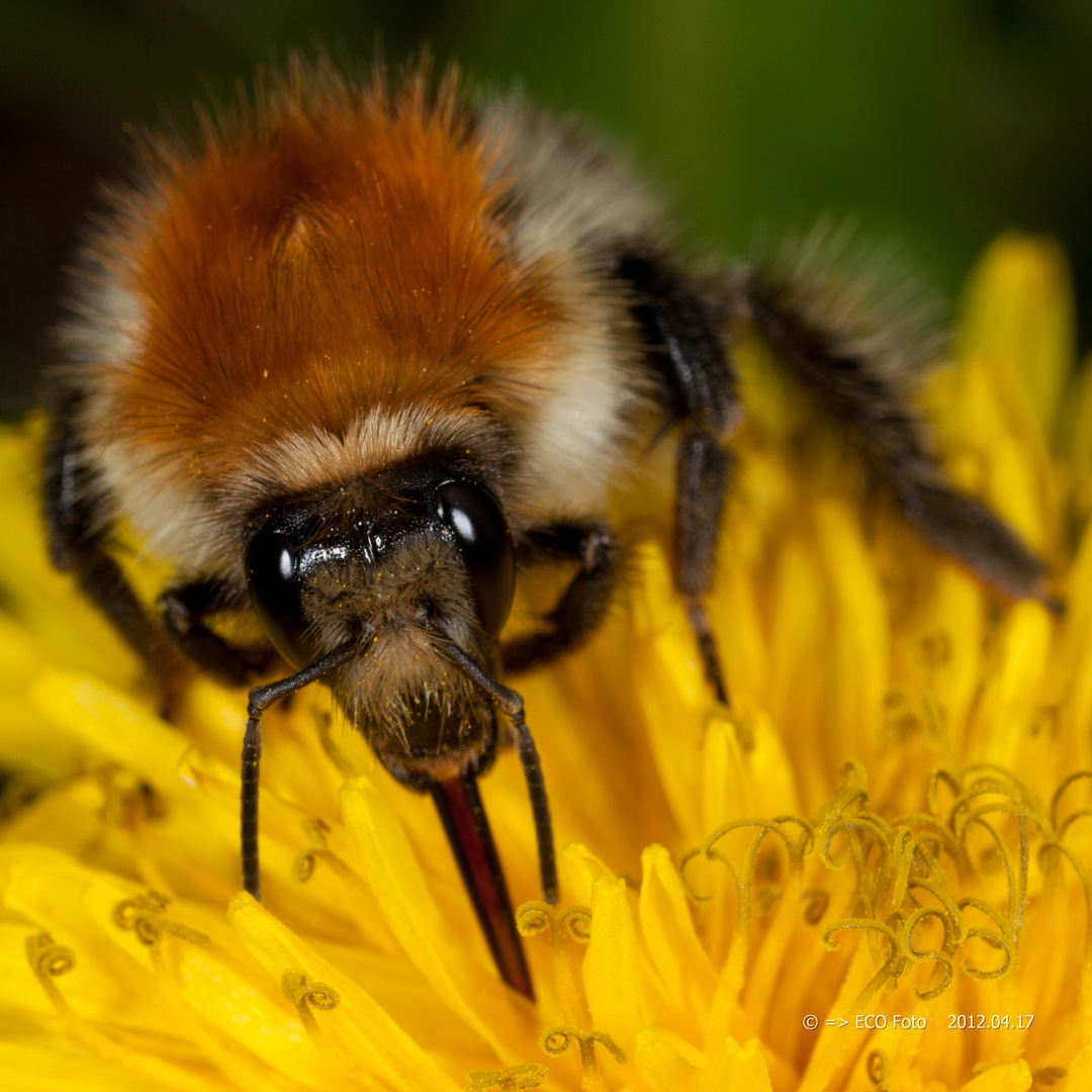 Hummel mit Saugrüssel beim Frühstück