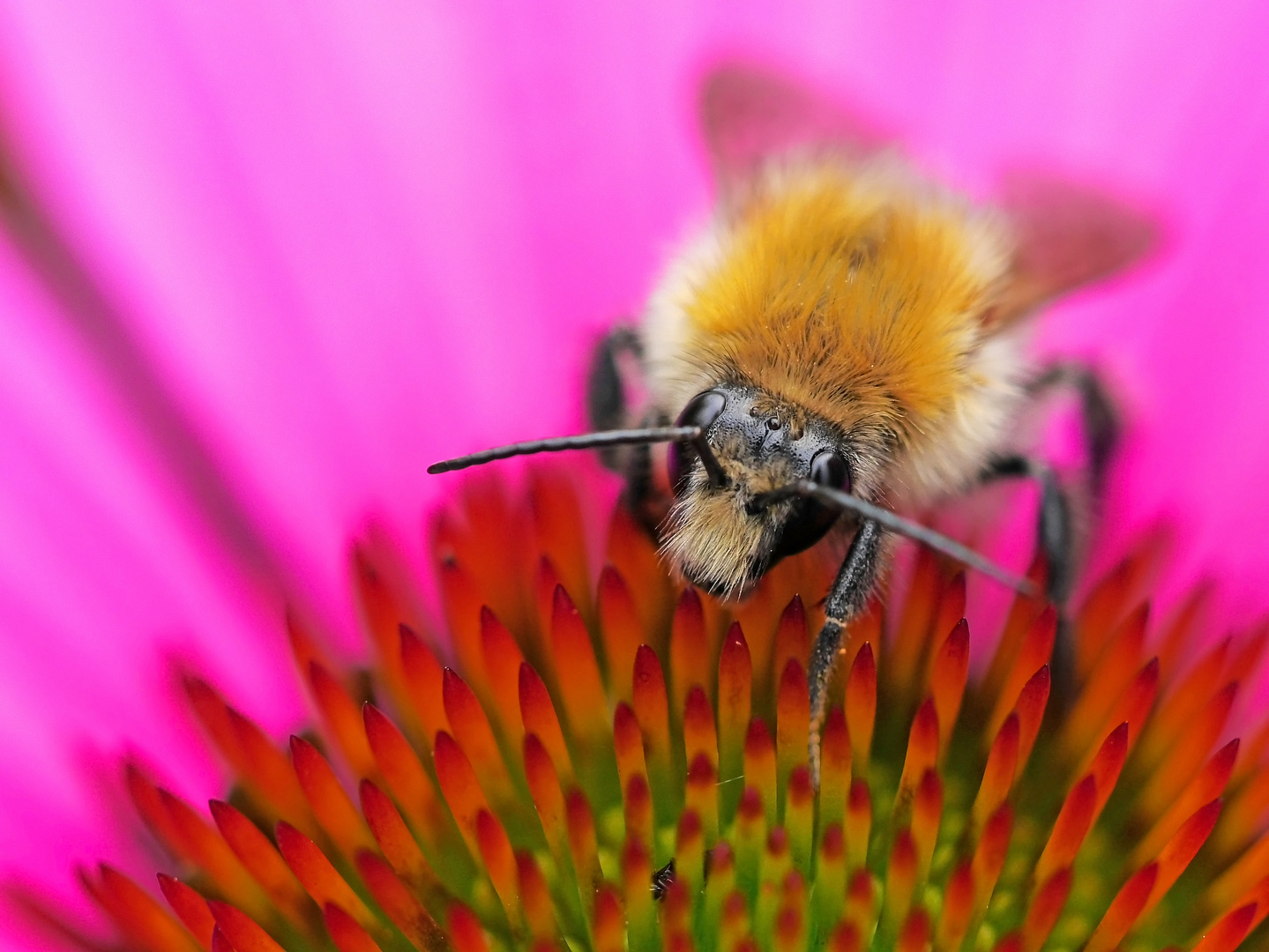 Hummel mit Schnurrbart