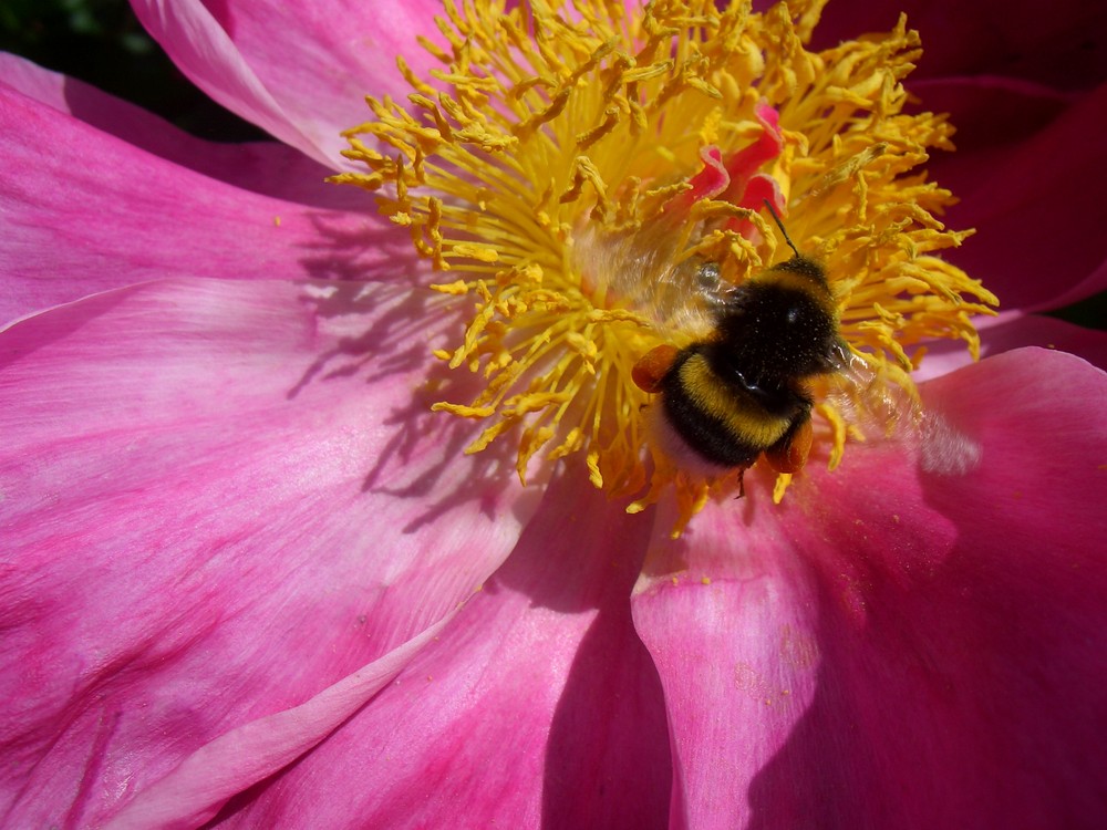 Hummel mit schwerer Last