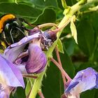 Hummel mit Smartphone erstellt.