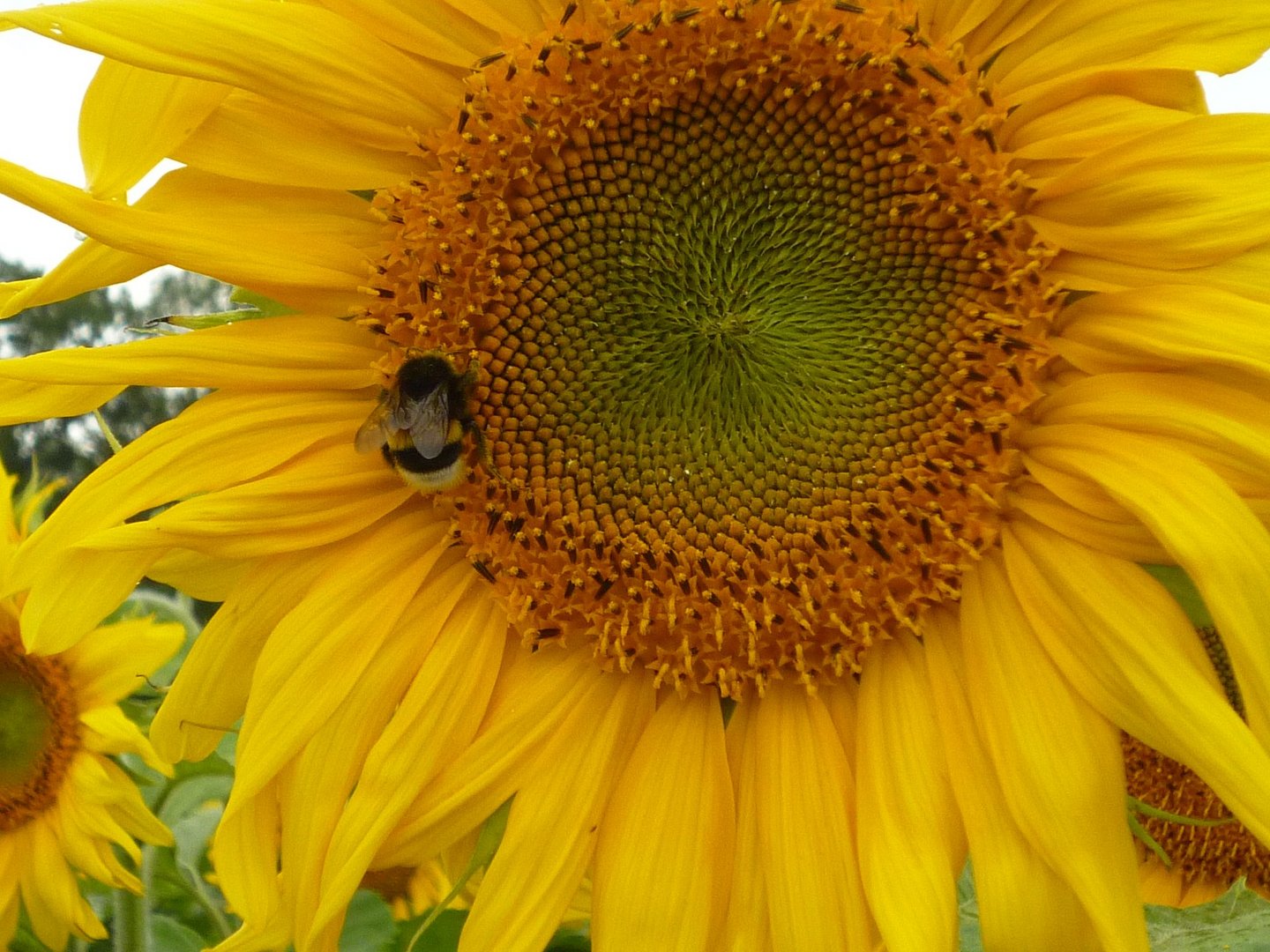 Hummel mit Sonnenblume