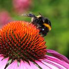 Hummel mit Sonnenhut-Gymnastik ???