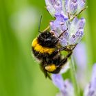 Hummel mit Tautropfen