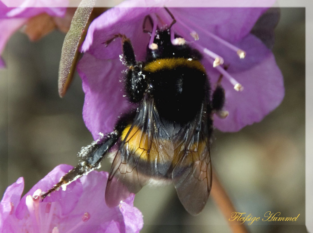 Hummel mit "Winterpelz" :):)