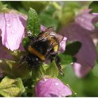 Hummel nach dem Regen