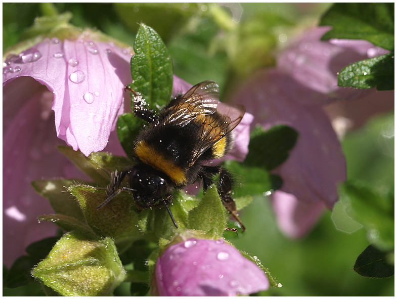 Hummel nach dem Regen