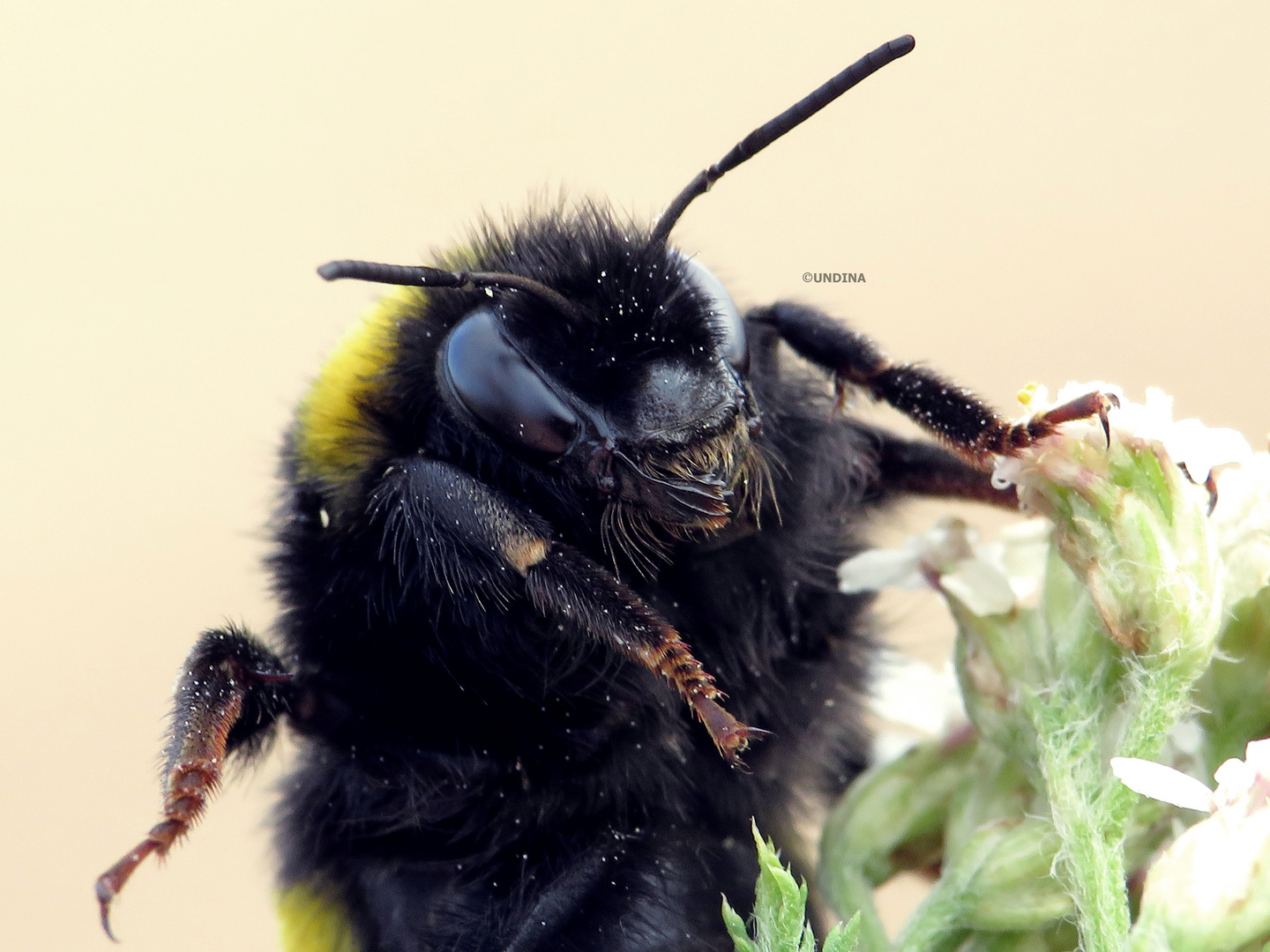 Hummel nach dem Regen