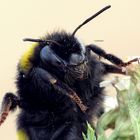 Hummel nach dem Regen