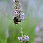 Hummel nach dem Regen