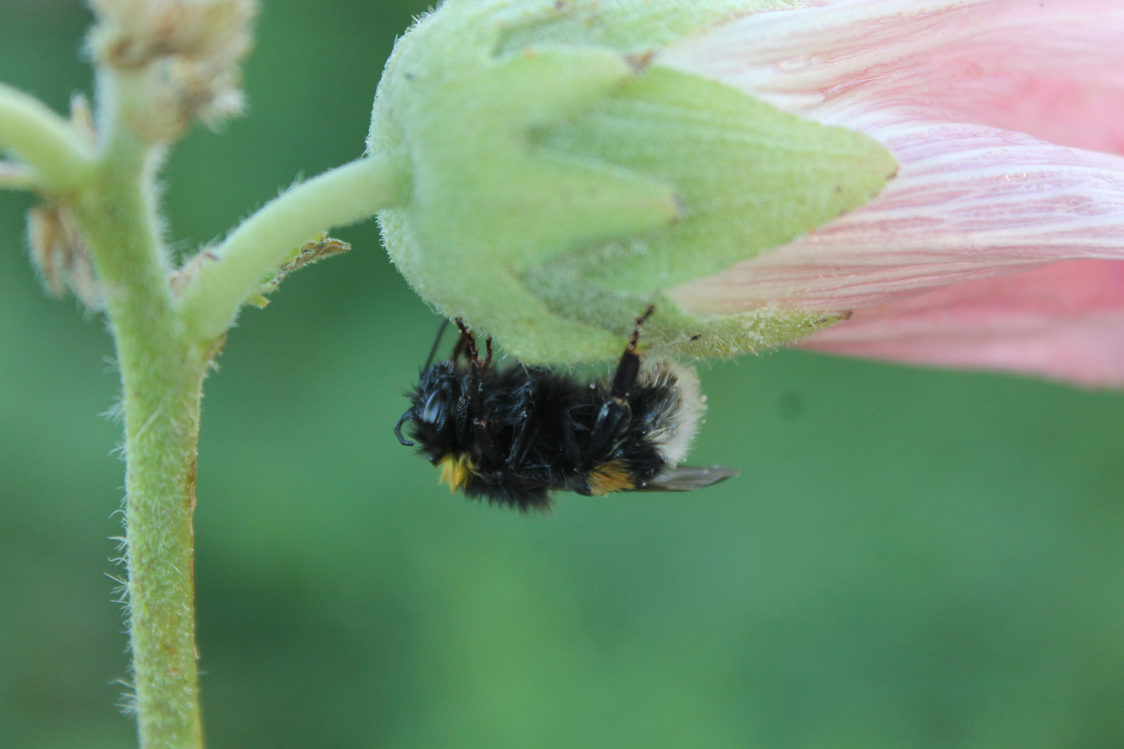 Hummel nach einen Regenschauer