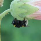 Hummel nach einen Regenschauer