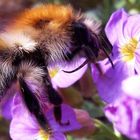 Hummel nach Pollensuche