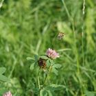 Hummel nach vollbrachter Arbeit...