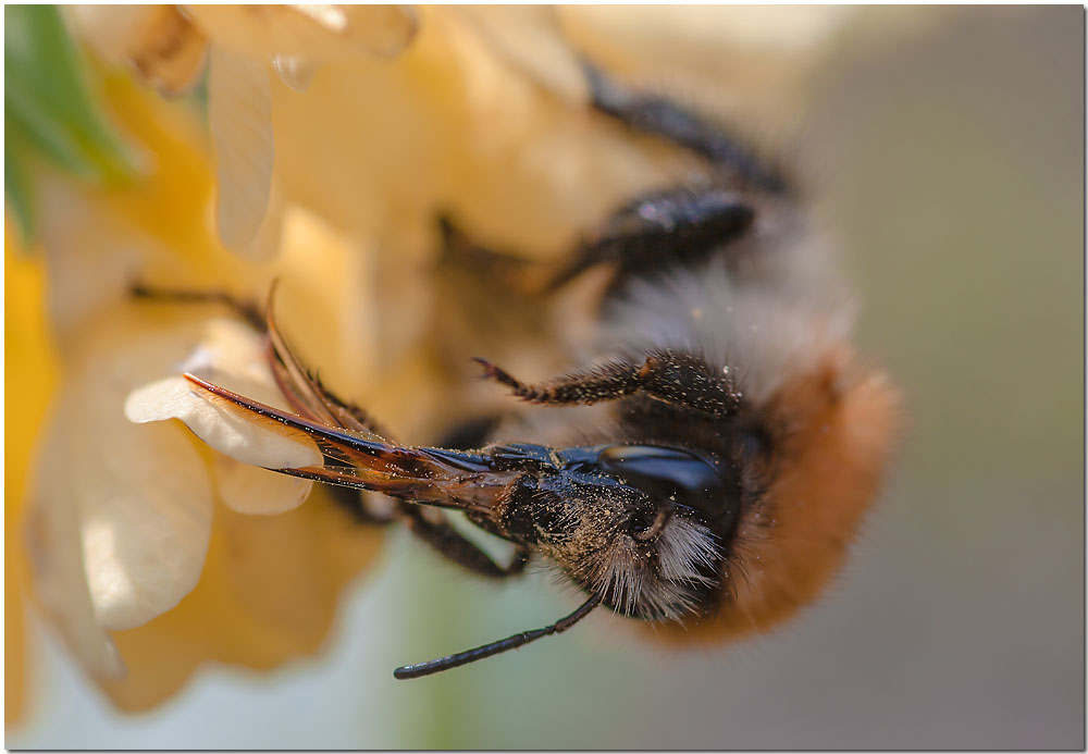 Hummel Nahaufnahme