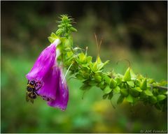 Hummel nascht am Fingerhut