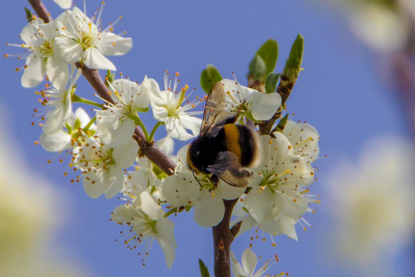 Hummel nascht an der Kirschblüte