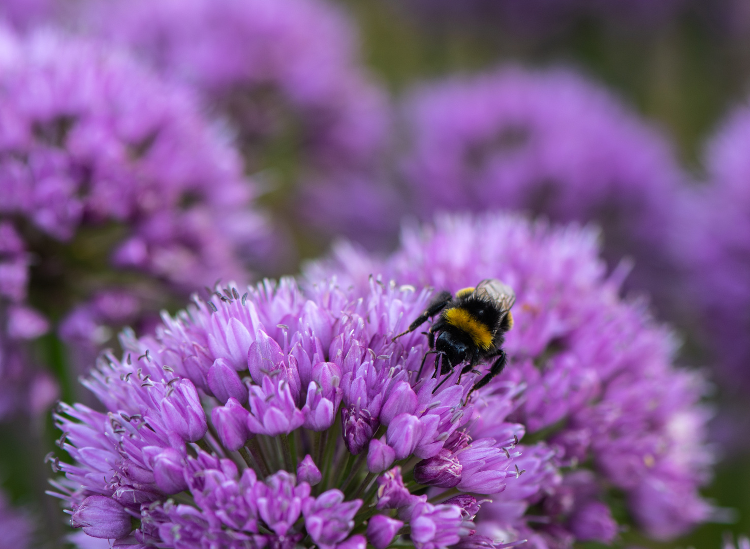 Hummel nascht Lauch