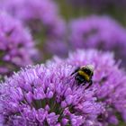 Hummel nascht Lauch