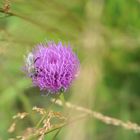 Hummel Natur