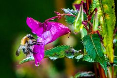 "HUMMEL" - nehm ich an