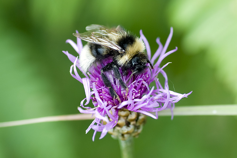 Hummel nicht so rum