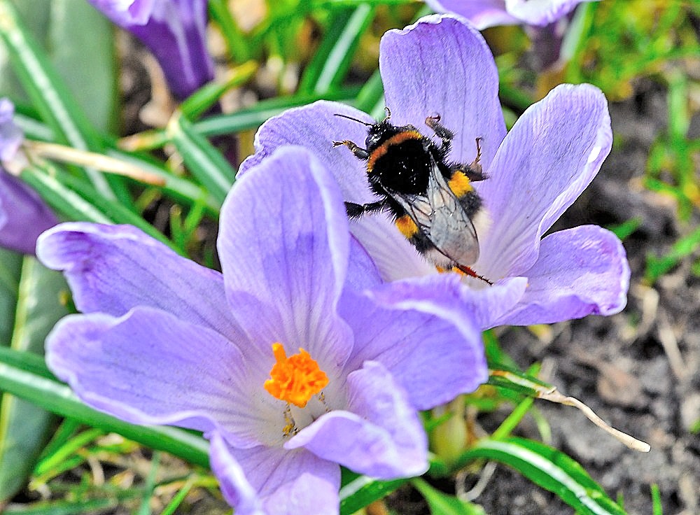 Hummel nimmt ein Sonnenbad