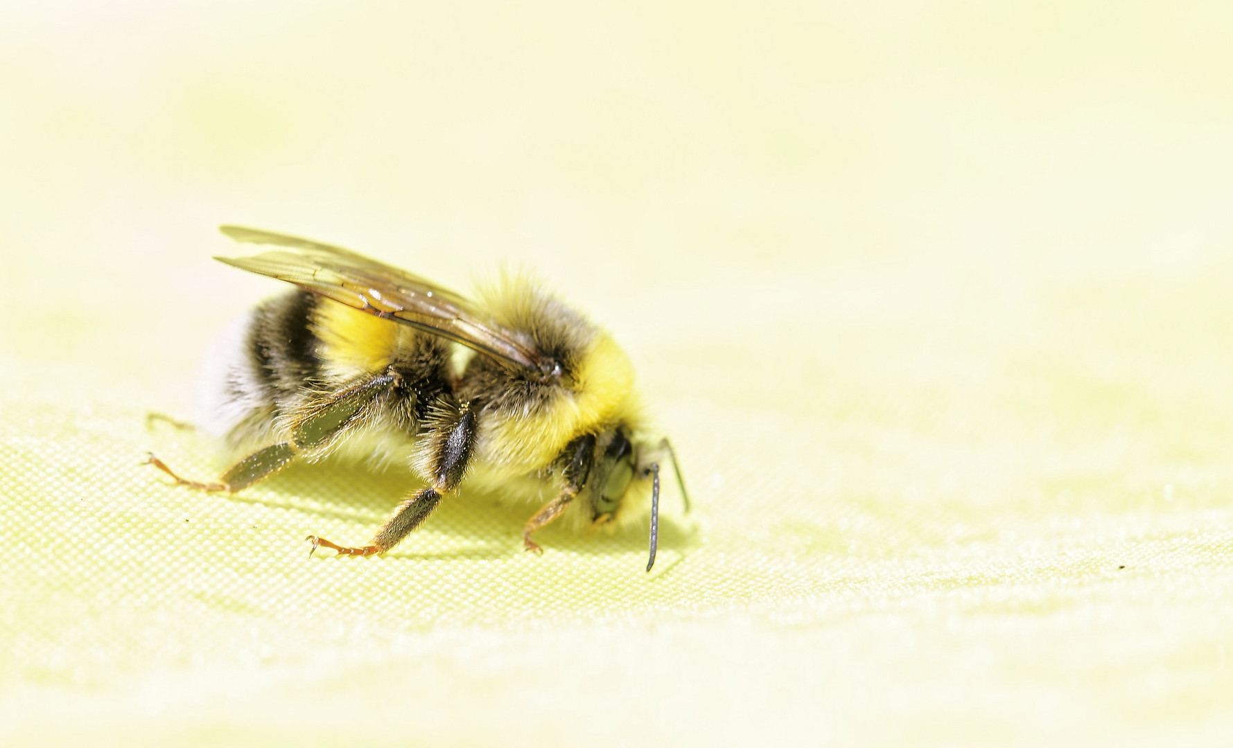 Hummel - notgelandet auf dem gelben Tuch