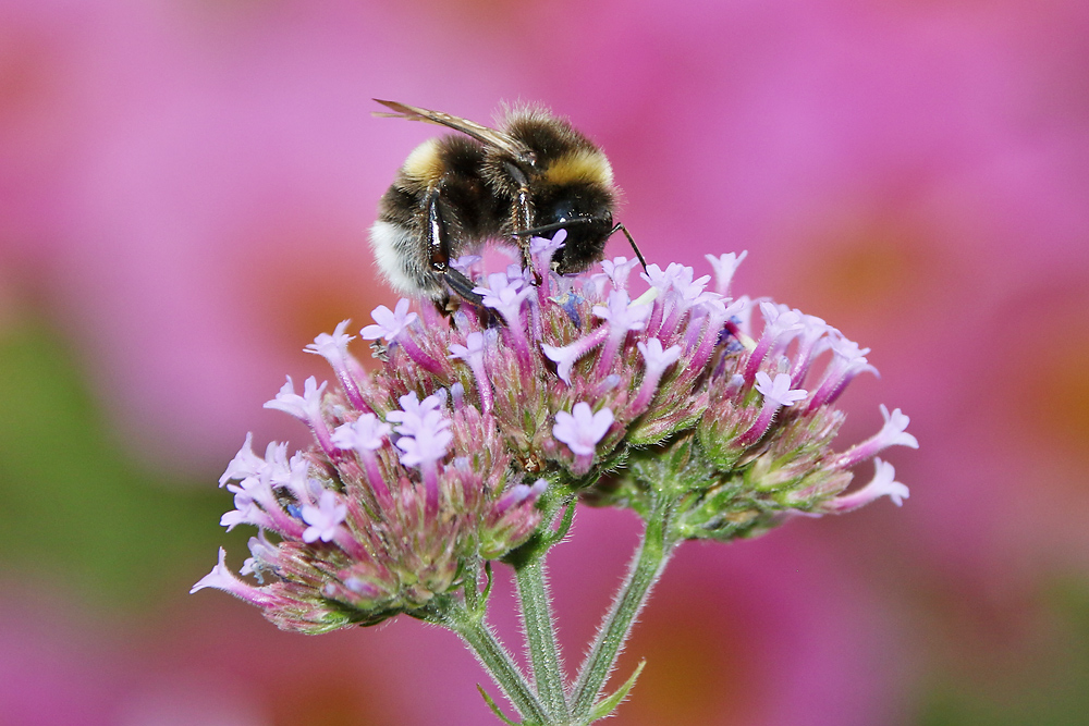 Hummel obenauf