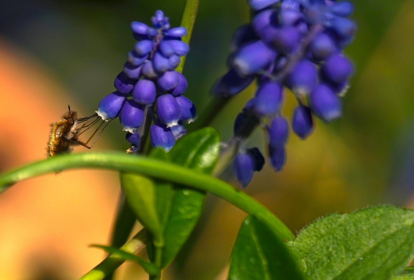 Hummel oder Biene - 