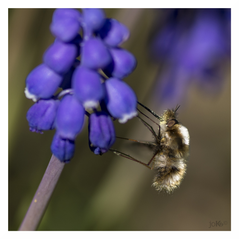 Hummel oder Biene?