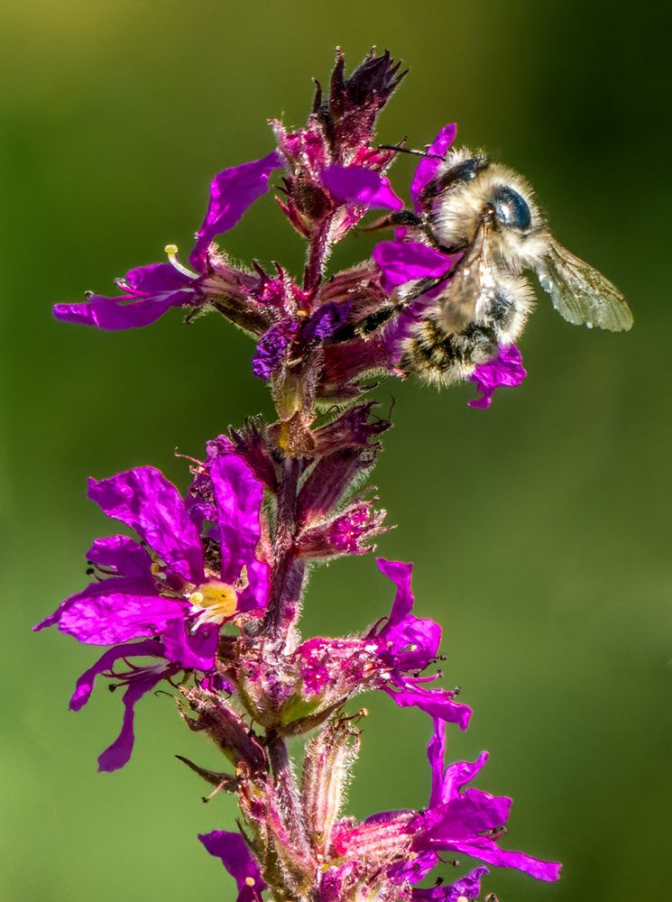 "HUMMEL oder doch BIENCHEN" - tu mich das schwer