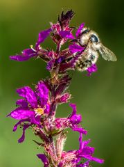 "HUMMEL oder doch BIENCHEN" - tu mich das schwer