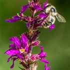 "HUMMEL oder doch BIENCHEN" - tu mich das schwer