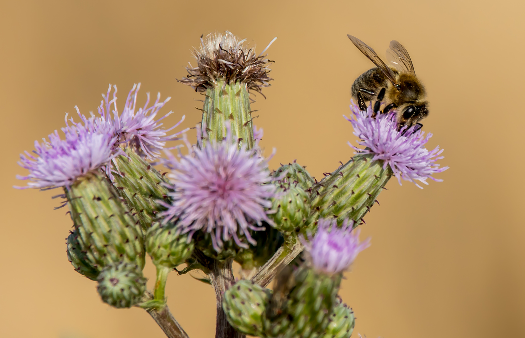 "HUMMEL" oder doch Biene?