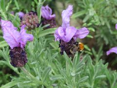 Hummel oder kleine Biene