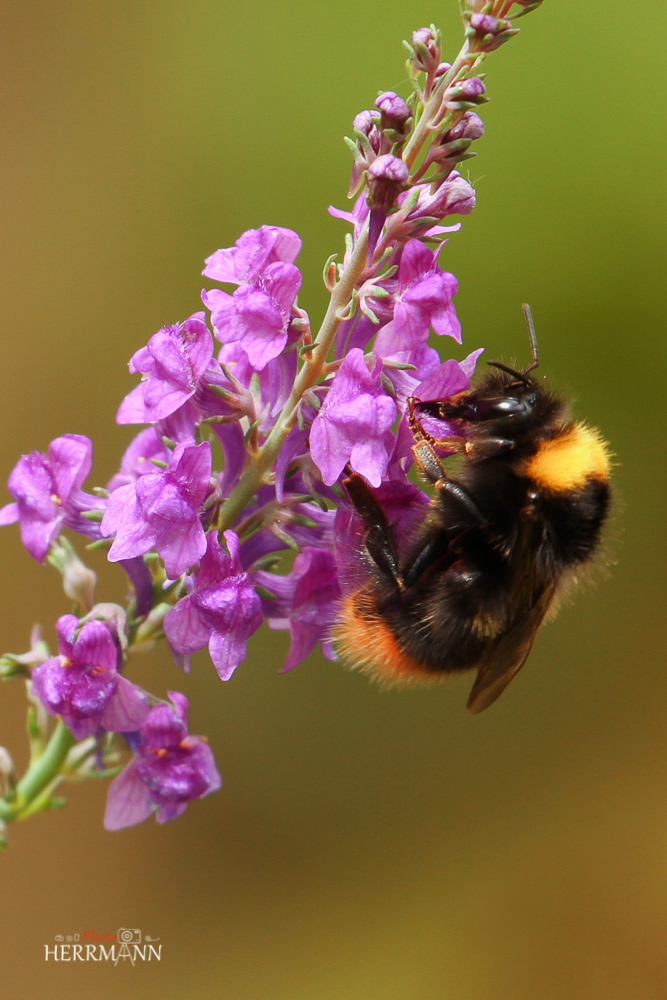 Hummel -oder was?